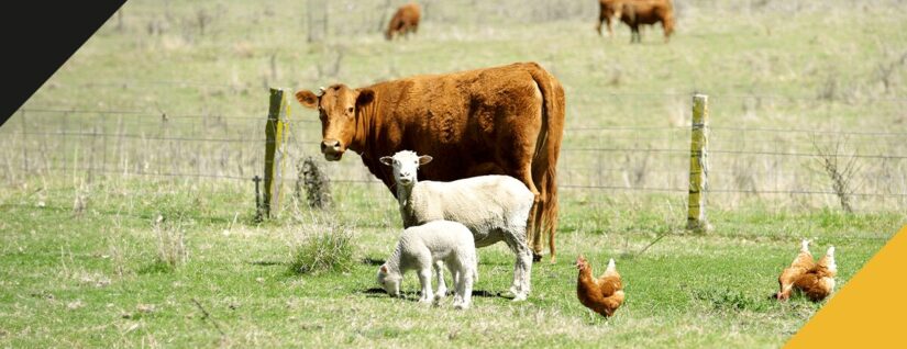 cow, goats, and chickens in a farm field